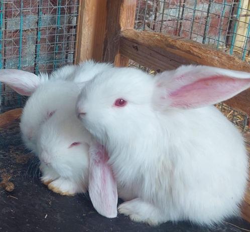 franse hangoor ram MINDERE PRIJS, Dieren en Toebehoren, Konijnen, Groot, Mannelijk, 0 tot 2 jaar, Hangoor