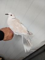 Lachduiven koppel, Dieren en Toebehoren, Vogels | Duiven