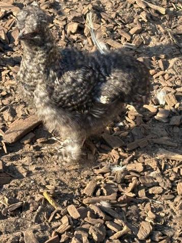 Zijdehoenders hennen koekoek beschikbaar voor biedingen