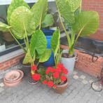 Alocasiaplanten, Tuin en Terras, Planten | Tuinplanten, Ophalen