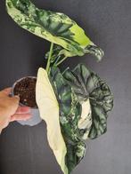 Alocasia Dragon scale variegata Knol, Huis en Inrichting, Ophalen of Verzenden