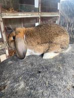 Duitse hangoor konijn, Hangoor