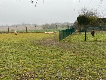 Gezocht : weides voor begrazing  beschikbaar voor biedingen