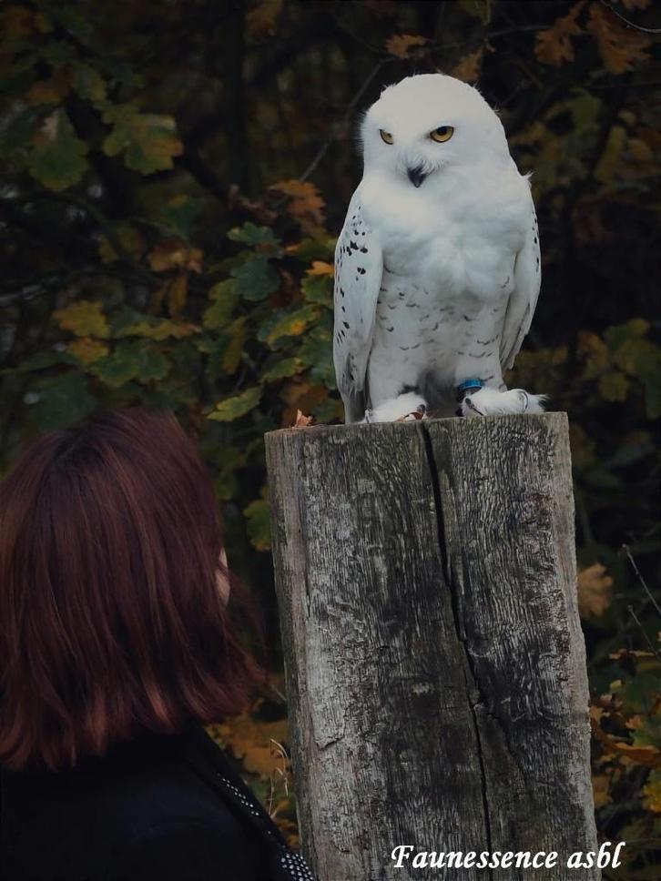 🦅 Stage de fauconnerie – Expérience unique avec rapace 🦅, Divers, Saint-Nicolas, Neuf, Enlèvement