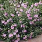 Lavatera roze, Zomer, Vaste plant, Overige soorten, Ophalen