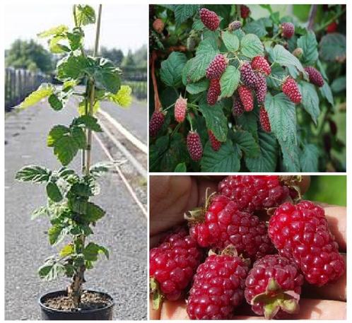 BRAMBOZEN PLANTEN = TAYBERRY, (IN POT) = Een must have!, Tuin en Terras, Planten | Tuinplanten, Vaste plant, Fruitplanten, Volle zon