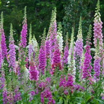 Digitalis purpurea of Vingerhoedkruid beschikbaar voor biedingen