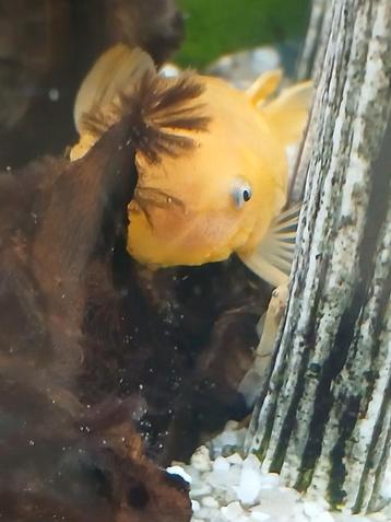 Te koop blue eye ancistrus, Autres types, Poisson d'eau douce, Banc de poissons