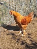 Haan, Dieren en Toebehoren, Pluimvee, Mannelijk, Kip