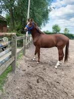 Jong Dressuur paard, Dieren en Toebehoren, Gechipt, Ruin, Dressuurpaard, 3 tot 6 jaar