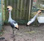 Prachtig kweekpaar grijze kroonkraanvogels, Bagué