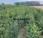 Taxus baccata!, Ophalen, Taxus
