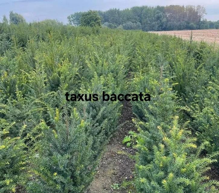 Taxus baccata!, Tuin en Terras, Planten | Struiken en Hagen, Taxus, Ophalen