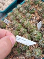 cactus Ferocactus setispinus GM382, Tuin en Terras, Ophalen of Verzenden