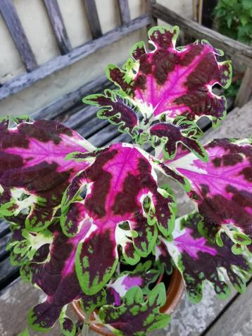 Coleus inky fingers in goede gezondheid met sierpot