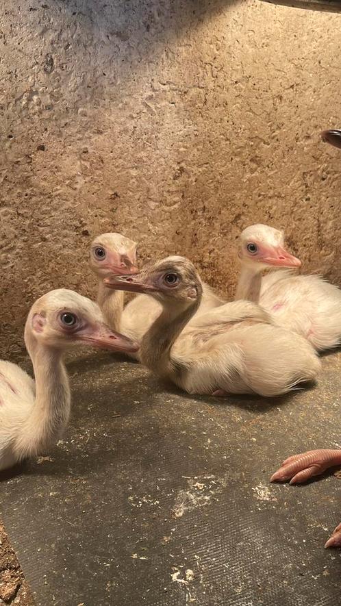 Nandoe kuikens, Dieren en Toebehoren, Pluimvee, Overige soorten, Meerdere dieren