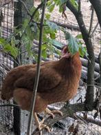 Bruine legkippen, Dieren en Toebehoren