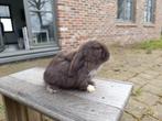 Minilop konijn 4 Wit ( 2 ram, 2 voderstje) 1 bruin voderstje, Dieren en Toebehoren, Konijnen