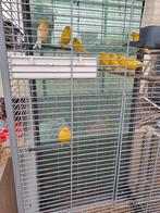 Gele kanaries te koop, Mannelijk