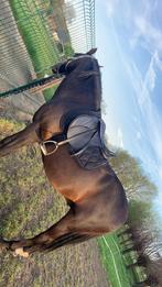 Paard te koop!, Dieren en Toebehoren, Meerdere dieren, Zadelmak, 160 tot 165 cm, 11 jaar of ouder