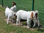 Boergeiten boerengeiten jonge raszuivere dieren, Dieren en Toebehoren