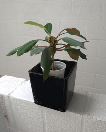 Euphorbia leuconeura - de Madagascar Jewel beschikbaar voor biedingen