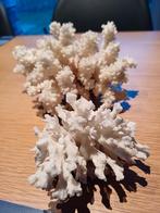 2 mooie natuurlijke koralen, Ophalen