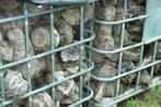 brandhout  entbollen van appelhout, Blokken, Ophalen, 6 m³ of meer, Overige houtsoorten