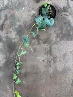 Lierre d’Irlande, Tuin en Terras, Planten | Tuinplanten, Ophalen, Bodembedekkers