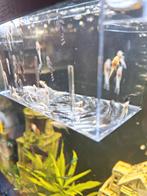 L 144, Dieren en Toebehoren, Vissen | Aquariumvissen