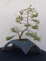 Bonsai Jeneverbes op unieke slab., Verzenden