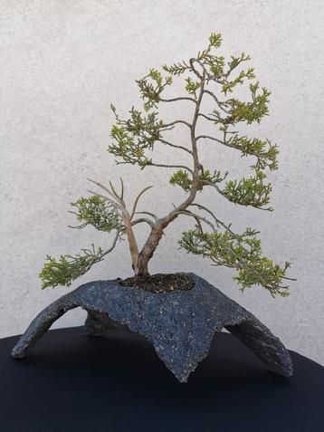Bonsai Jeneverbes op unieke slab.  beschikbaar voor biedingen
