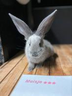 Prachtig veelzijdig nestje duitse reuzen, Dieren en Toebehoren, Meerdere dieren, Groot, 0 tot 2 jaar