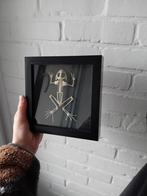 Skelet kikker, Verzamelen, Dierenverzamelingen, Ophalen