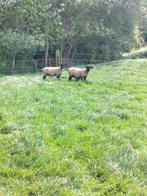 2 jarige Suffolk ooien, Dieren en Toebehoren, Meerdere dieren, Schaap