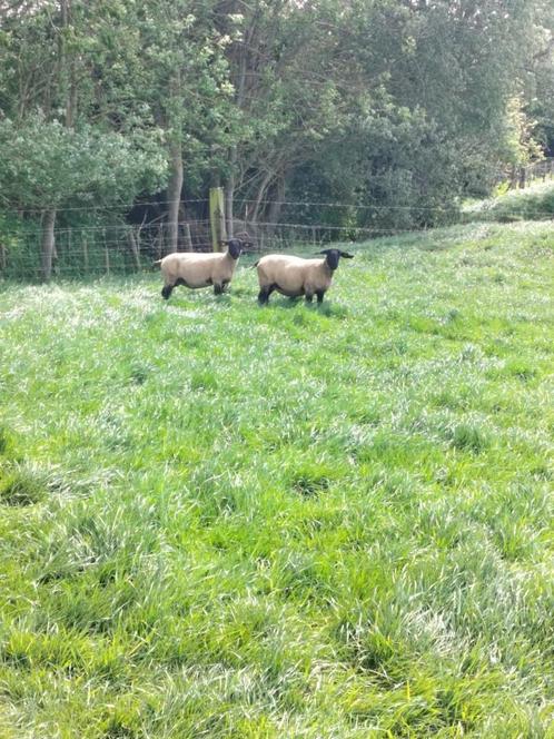 2 jarige Suffolk ooien, Dieren en Toebehoren, Schapen, Geiten en Varkens, Schaap, Meerdere dieren