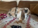 2 jonge konijntjes, Dieren en Toebehoren, Konijnen
