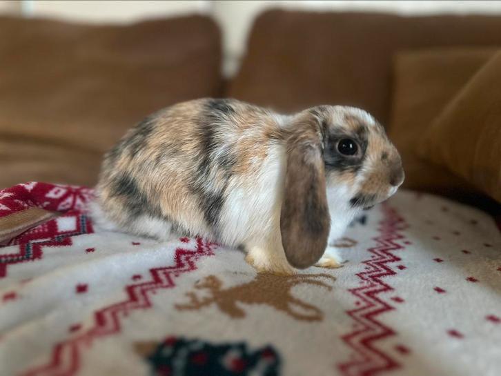 2 jonge konijntjes, Dieren en Toebehoren, Konijnen