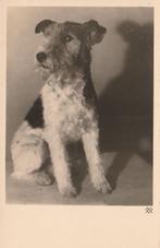 FOX-TERRIER, Verzamelen, Verzenden, Ongelopen, Hond of Kat