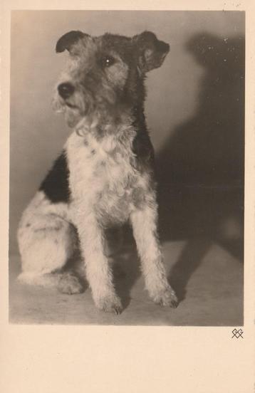 FOX-TERRIER, Envoi, Non affranchie, Chien ou Chat