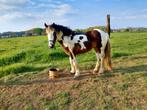 Prachtige pintaloosa tinker merrie, Dieren en Toebehoren, Paarden, Merrie, 3 tot 6 jaar, L, Gechipt