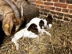 Boergeit boerbok lammetjes, Dieren en Toebehoren, Schapen, Geiten en Varkens, Geit, 0 tot 2 jaar