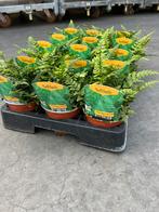 Polystichum simense ‘Roca’ P10,5cm, Tuin en Terras, Ophalen, Vaste plant, Varens, Halfschaduw