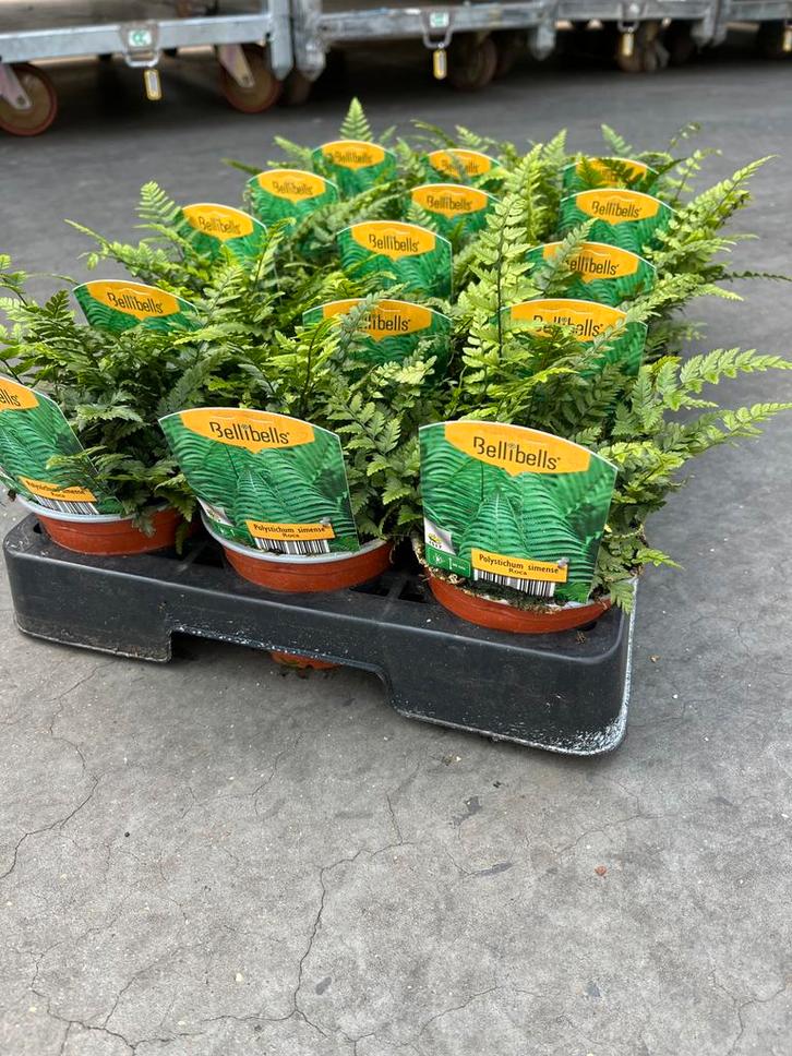 Polystichum simense ‘Roca’ P10,5cm, Tuin en Terras, Planten | Tuinplanten, Vaste plant, Varens, Halfschaduw, Ophalen