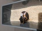 Diverse Python Regius Piedbald nk 2025, Dieren en Toebehoren, Slang, Tam, 0 tot 2 jaar