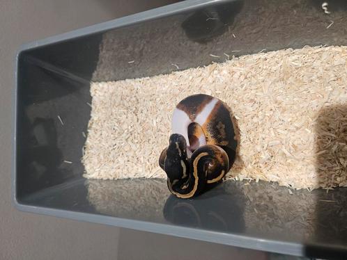 Diverse Python Regius Piedbald nk 2025, Dieren en Toebehoren, Reptielen en Amfibieën, Slang, 0 tot 2 jaar, Tam