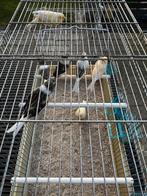 Kanaries gladkop en Duitse kuif poppen en mannen, Dieren en Toebehoren, Meerdere dieren