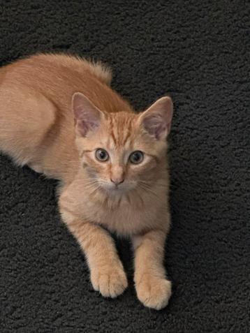 Kitten 12 weken beschikbaar voor biedingen