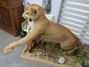 ANIMAL beschikbaar voor biedingen