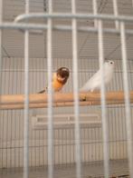 Canari mâle à vendre, Mannelijk, Kleurkanarie